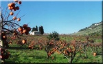 G�nstiges Hotel in Colonnella