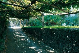  Hotel Terme Michelangelo in Lacco Ameno d Ischia 